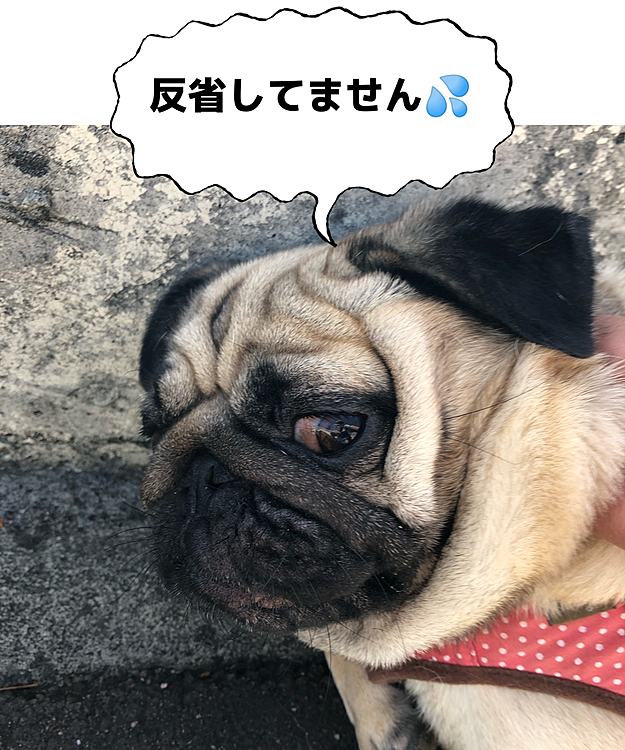 石を食べて怒られるおとちゃん😫
小さい石を食べてしまうことがあるので、クンクンしてるだけなのか、石を食べようとしているのか、散歩中も気が抜けません💦
拾い食い、やめてほしいです😥