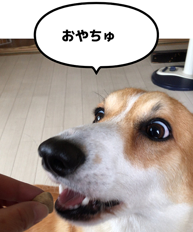 昨日、オヤツもらえた〜💕
目が怖いよ🤣笑笑
