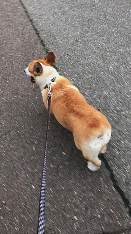 雨上がりの今朝の散歩😃
元気に朝ウン💩