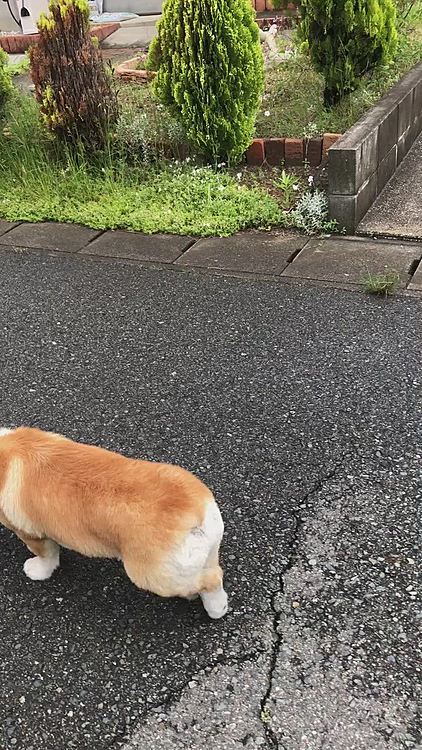 お友達のノンちゃんちの前😃
ノンちゃーん😃ノンちゃんお留守番中💦
何回もチラチラ見てるけど、会うと激吠えされるのに🤣🤣🤣笑笑
いつの時代も女の方が強いのね😃
