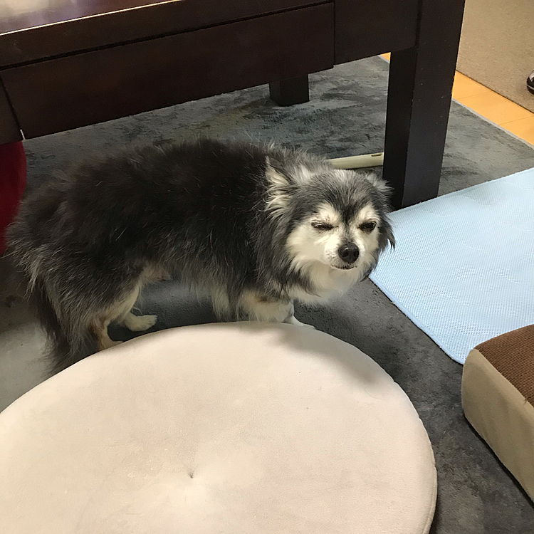 こんにちは🐶
突然ですが、マロが先ほど緊急入院となりました💦
膵炎で膵臓が腫れてきてるようです😭
病院行く前のマロ！
あまりにも辛そうだったので病院に電話したところ、すぐ来て下さいという事で入院となりました！
ふらつきながらもずっと立って痛いのを耐えてました😭
皆さん小さなマロにパワーを送ってあげて下さい🙏🙏🙏