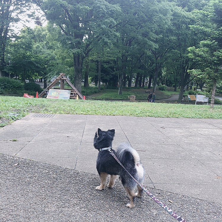 雨が止んだので、公園へ行ってきました🌳🌟

お友達はちらほらいたけど
ご挨拶したり遊んだりは出来なかった、、💦

とらくん、残念🐯🌀


そのかわりいっぱい走って
木々の中にあたま突っ込んで🐯💡笑

いろんな匂いクンクンしました

小さな冒険をしたおかげで
あたまがクチャイです🐯🌀笑

