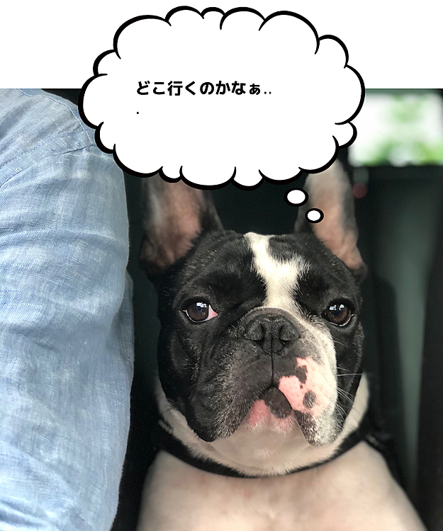 今日は狂犬病の予防接種で病院に行ってきました😀
湿疹も出てきたので先生と相談して、2週間効く抗生剤も💉してもらいました🙂
