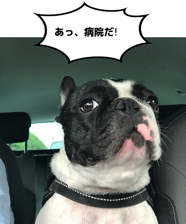 ビビリのまろですが、病院は苦手ではないみたいでいつも良い子でいます😁
フレブルは太ると長生きできないよ❗️と先生から体重管理を厳しく言われてますが、今日も9.5kgで体重キープ。褒められました😁