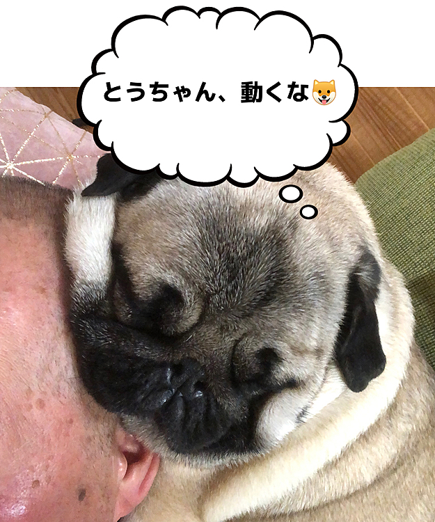 とうちゃんの頭ベッド、最高🐶