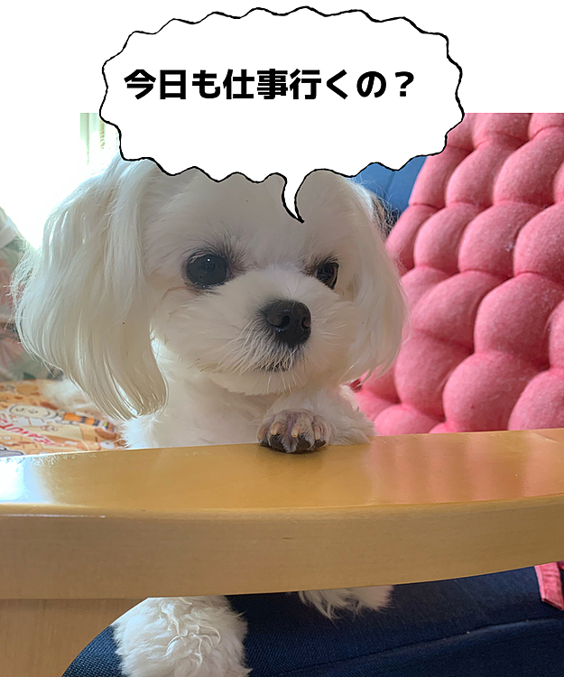 お留守番を察知してかソワソワしております😓
お留守番ご苦労様でした😊