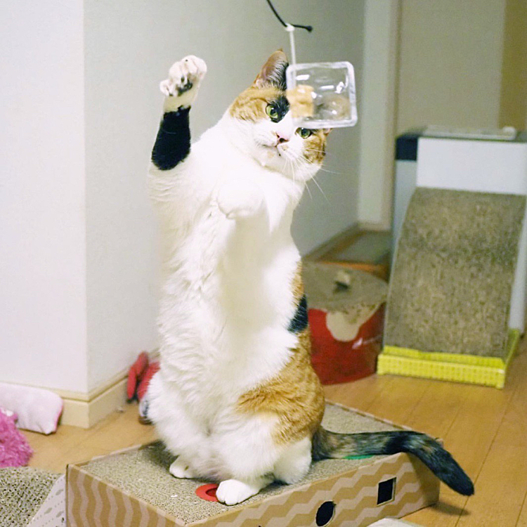 アタックするにゃ