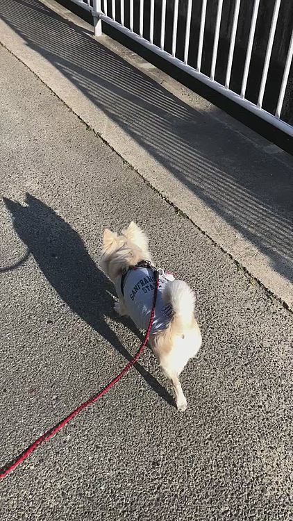 朝ん歩は軽快な足取りやったね🐾👣