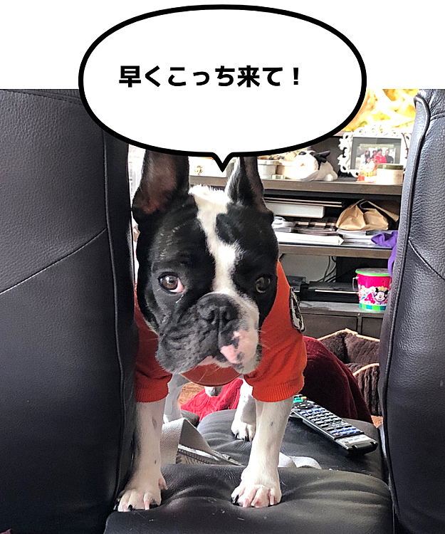 テーブルでコーヒーを飲みながらゆっくり新聞を読んでると、ソファの間から呼ばれます😅