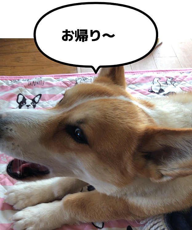 お留守番後のまある😃
寝過ぎてか。。？伸び〜る〜😃