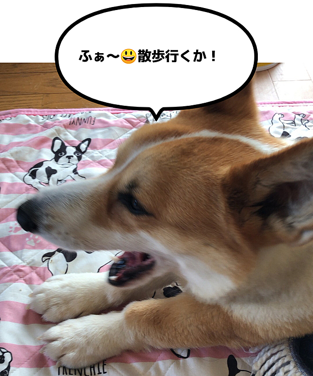待ちくたびれたね😃
どれどれ。。散歩に行くとしますか😃