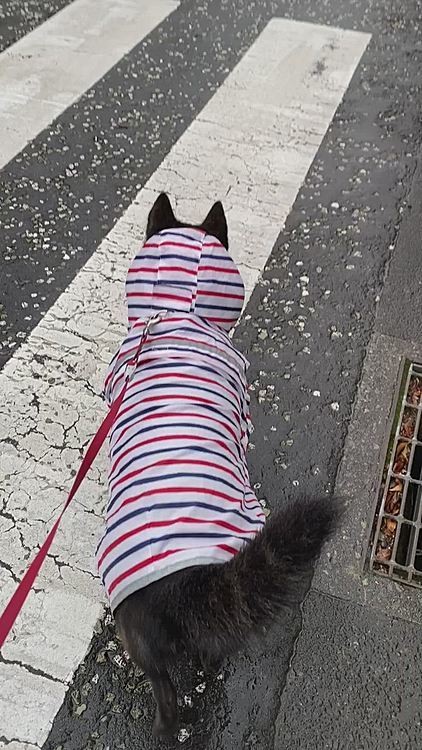 一昨日の動画ですが、問題になっていたフード、半分くらい内側に折り込んだら、落ちてこなくてスムーズに散歩できました😁