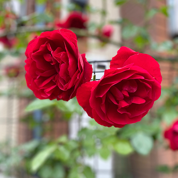 今年も我が家のバラ🌹咲きました。