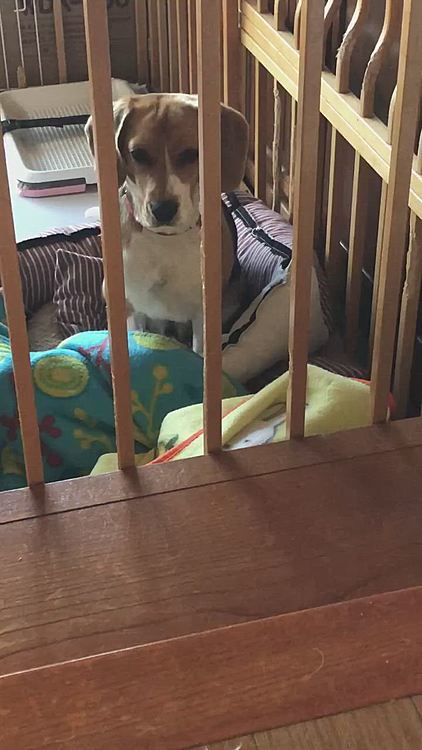 早く出して〜‼️
出たいよ〜‼️🐶