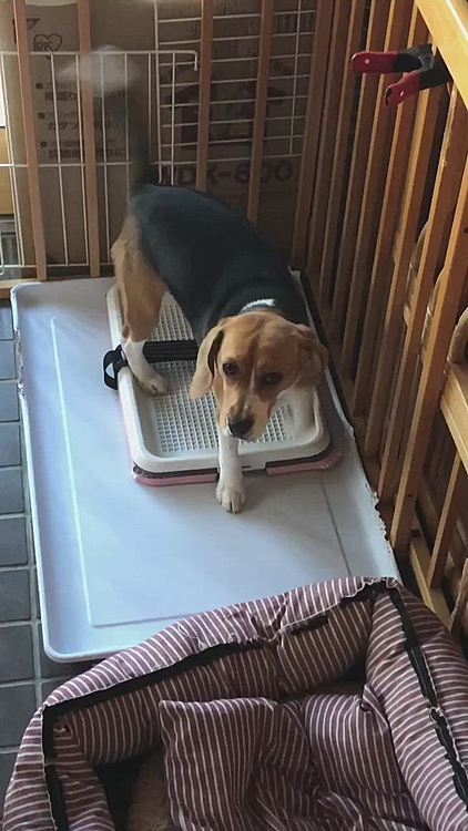 早く出たいの‼️‼️
コロンするから出して〜❣️🐶💖
可愛かったよ🥰💖
じらしてごめんネ🙏😅