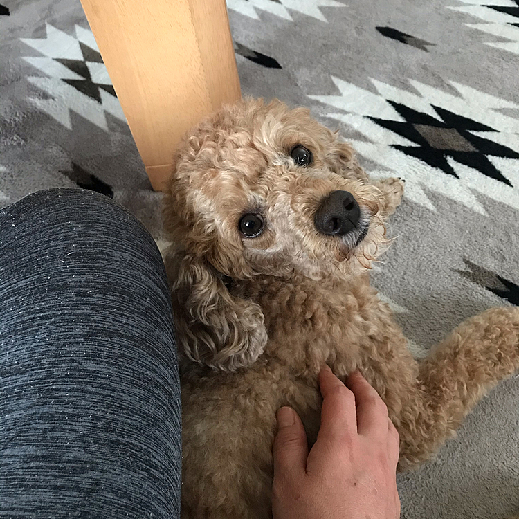 最後は母ちゃんにピッタリくっついてます🤣
今日もアラシ可愛いよ💕とつい言ってしまう私です😅