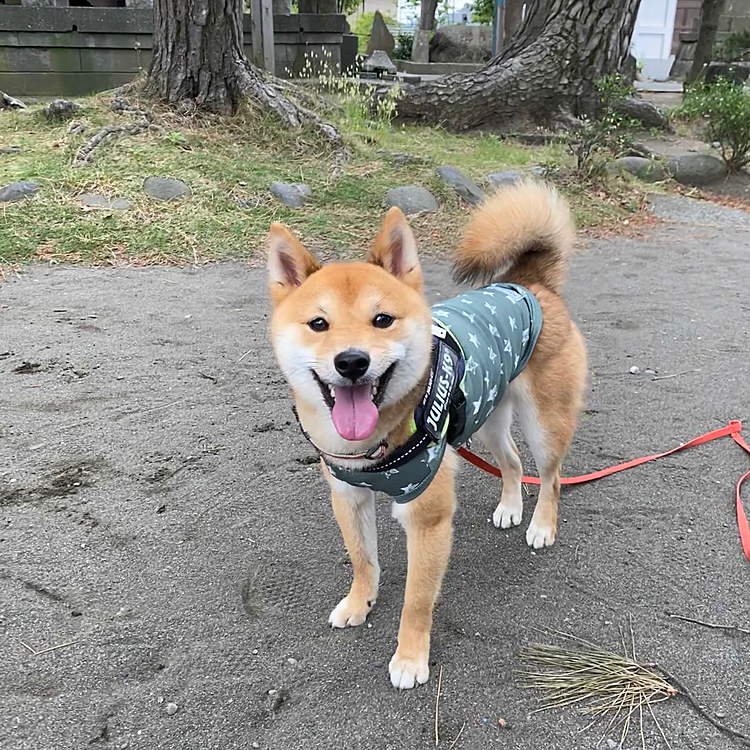 今日は曇り空で暑くもなく、元気にお散歩してきました🐾
