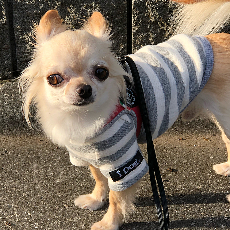 やっとお天気になったのでのんびり散歩に行ってきました😊やっぱりお天気☀️がいいとお散歩も楽しいですね😊