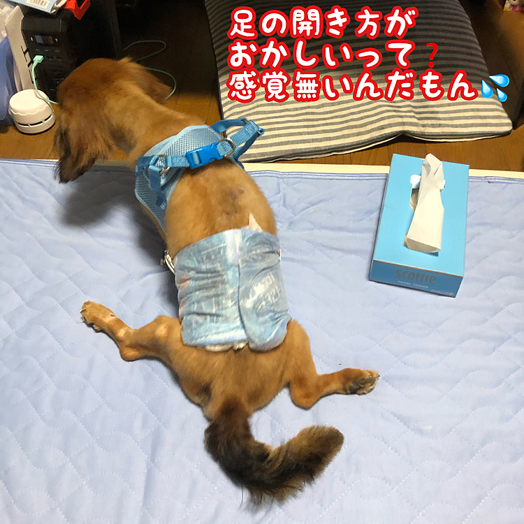 痛々しいんだけど…笑えちゃうのがペットの魅力だょネ(◍•㉦•◍)๑ﾜﾝ!