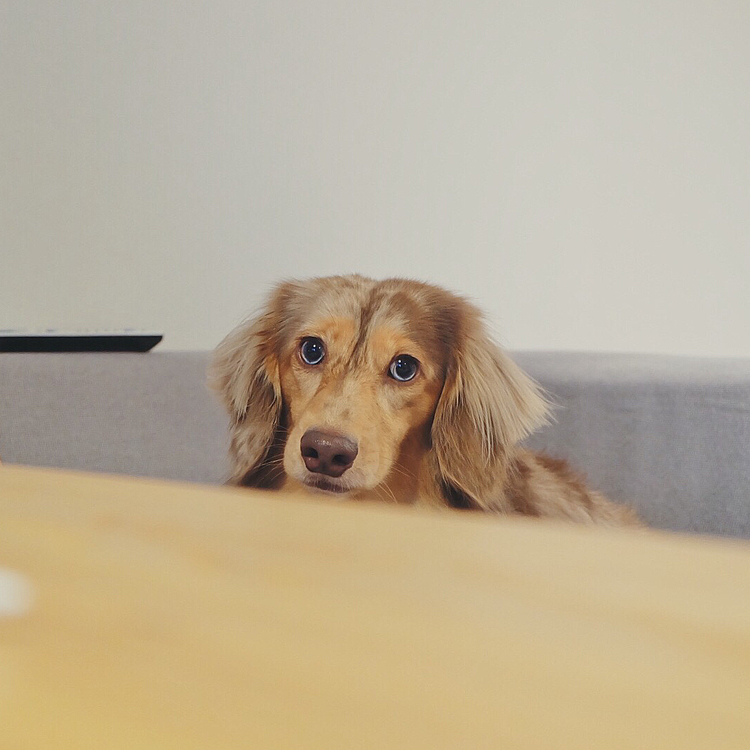 今日はお風呂に入ってすっきりふわふわ🐶
