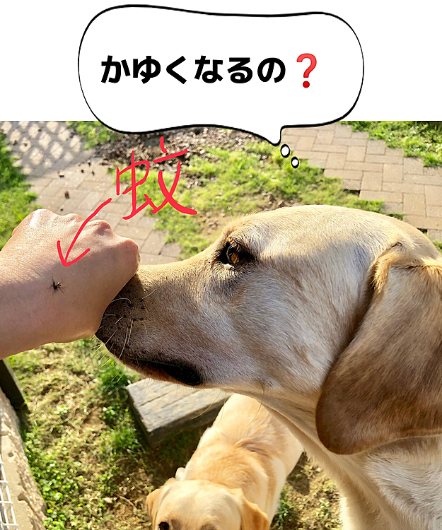蚊の季節になったようで…😰
飛んでるのが気になってたら、手に止まりました🦟💢
