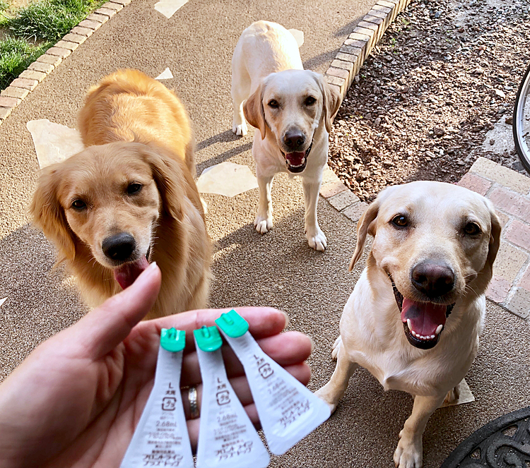 蚊で思い出した‼️ フロントライン‼️
お庭で🐶🐶🐶滴下💧💧💧
これでノミ・マダニも大丈夫だね😉
完了後、なぜか笑顔のお三方です😆👍