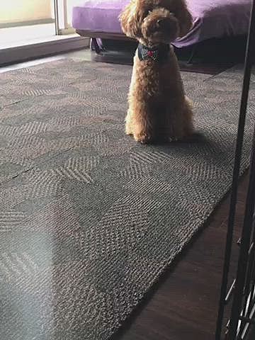 今日は朝1番で苦手な狂犬病の注射とフィラリアの検査を頑張ったので、帰宅後すぐにヤギミルクのご褒美です🐐