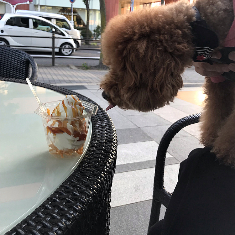 その後ゆっくり過ごして夕散歩に出掛けました😉