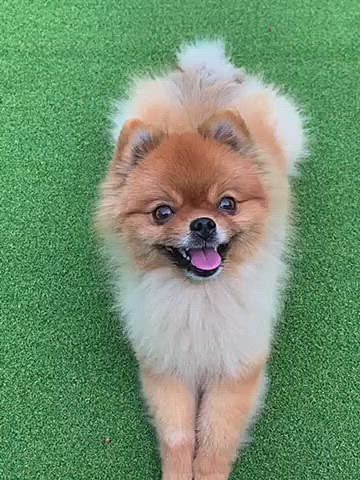 沢山走った後は、おやつタイムです❤️
あんよパタパタさせて、次のが待ち切れないんだね😅