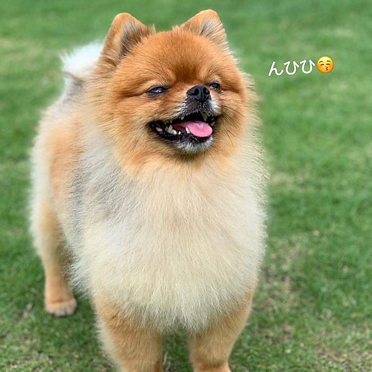 最後、この写真は23日久しぶりにカフェとトリミングサロン併設のドッグラン行った時に、サロンの方がインスタにあげて下さった写真です☺️
メッチャいい写真が撮れたと、その場では見せて貰えなかったけど、こんないい笑顔が撮れてたんだね😆
ここは緊急事態宣言を受け、カフェは休業、サロンは自担営業だったのでドッグランには1ヶ月行きませんでした…💦
この日は時間的に貸し切り状態だったので、遊ばせて頂きました😆
カフェのママさん、パパさんお元気で嬉しかったです❣️