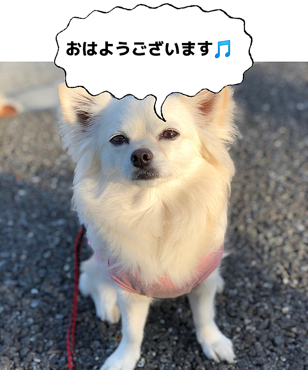 おはようございます😄
朝からいいお天気ですね☀️
今日も暑くなりそう💦
小雪は元気いっぱいお散歩してきたよ🎵
お隣のはっちゃん(柴犬)にも会えたね💕