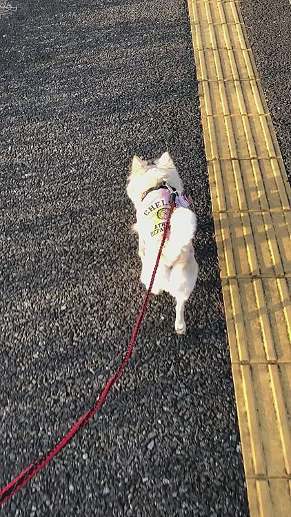 スタコラサッサ〜🐾👣
軽快に歩いてます🐶😆