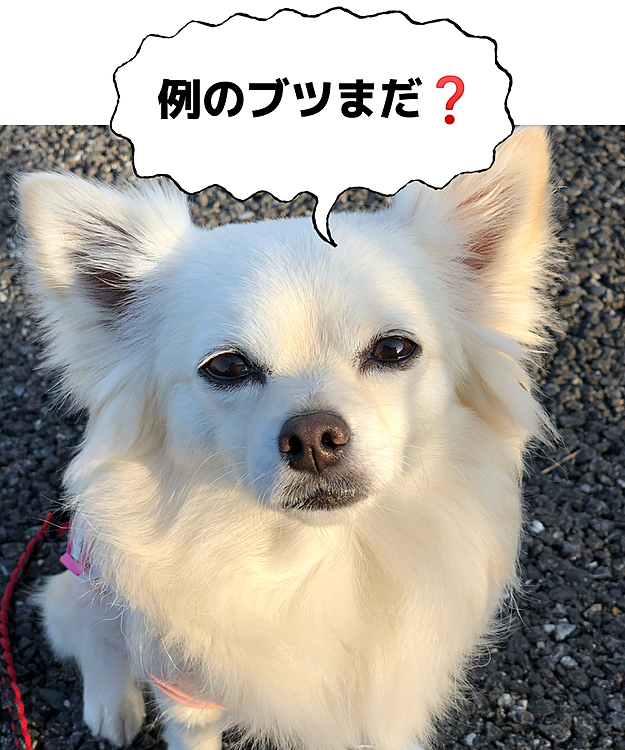 やっぱり例のブツが欲しいようです😂
はっちゃんには小雪のオヤツは
サイズが小さ過ぎたね💦
食べた気しなかったみたい🤣