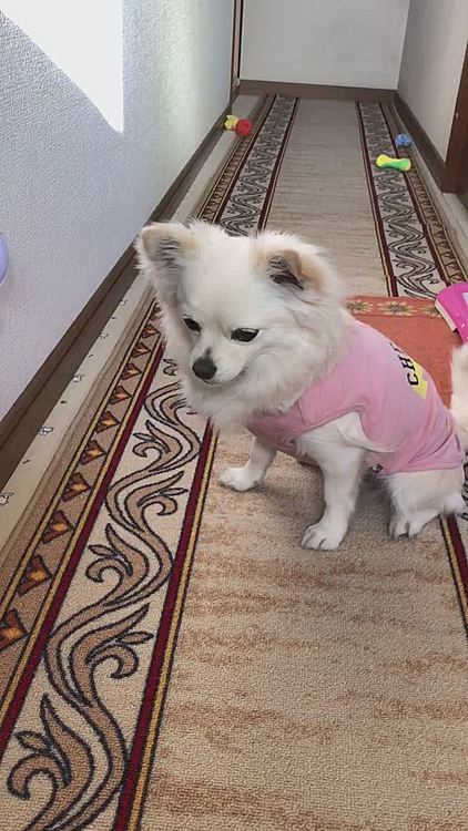 お散歩してきたのに、その元気は
どこから湧いてくるん❓🤣
今日はシャンプー🧴行く日やからね
嫌でも疲れるで😂