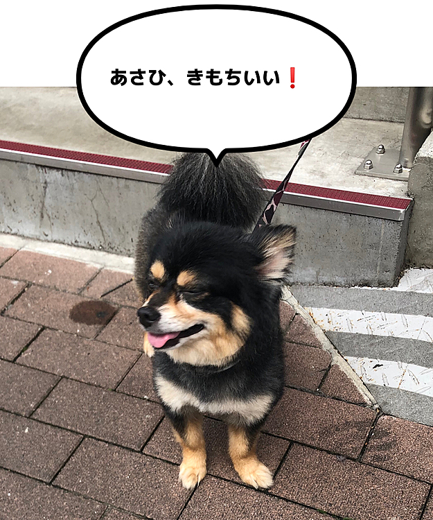 早朝🔆

今日はお散歩コースをちょっと変えて
シティボーイコース🏙にしてみました🙆🏼‍♀️🌟笑

早稲田大学とか、そのへんです😊
一駅分歩いて
ぐる〜っと行ってきました🏃🐾

